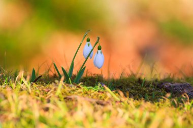 Narin kar damlaları, huzurlu bir parkta baharda doğanın güzelliğini gösteren karmaşık ayrıntıları gözler önüne seriyor..