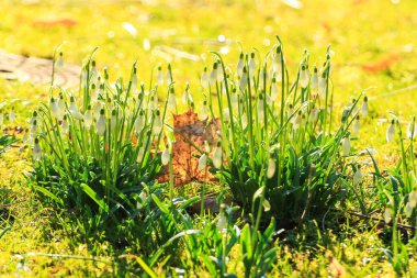 Narin kar damlaları, huzurlu bir parkta baharda doğanın güzelliğini gösteren karmaşık ayrıntıları gözler önüne seriyor..