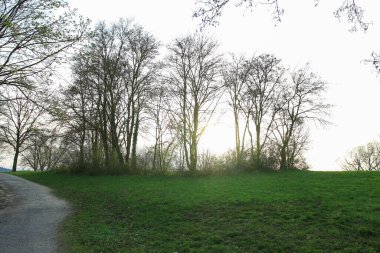 Parkta güzel bir ilkbahar günü canlı yeşil çimenler ve uzun ağaçlar huzurlu ve huzurlu bir atmosfer yaratır..