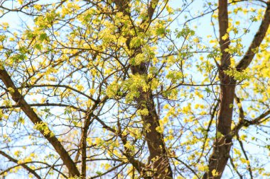 Parkta güzel bir ilkbahar günü canlı yeşil çimenler ve uzun ağaçlar huzurlu ve huzurlu bir atmosfer yaratır..