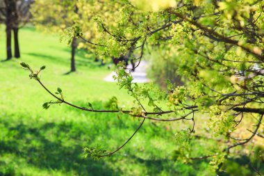 Parkta güzel bir ilkbahar günü canlı yeşil çimenler ve uzun ağaçlar huzurlu ve huzurlu bir atmosfer yaratır..