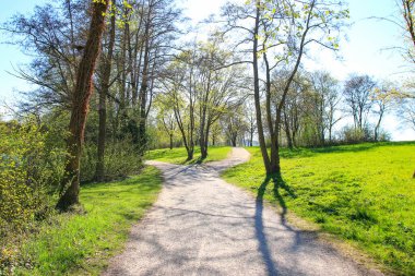 Parkta güzel bir ilkbahar günü canlı yeşil çimenler ve uzun ağaçlar huzurlu ve huzurlu bir atmosfer yaratır..