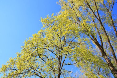 Parkta güzel bir ilkbahar günü canlı yeşil çimenler ve uzun ağaçlar huzurlu ve huzurlu bir atmosfer yaratır..