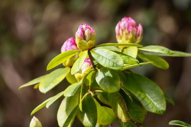 Rododendron tomurcukları ve çiçeklerin canlı renklerini ve karmaşık ayrıntılarını doğal ışık altında gösteren yakın bir görüntü..