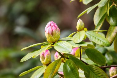 Rododendron tomurcukları ve çiçeklerin canlı renklerini ve karmaşık ayrıntılarını doğal ışık altında gösteren yakın bir görüntü..