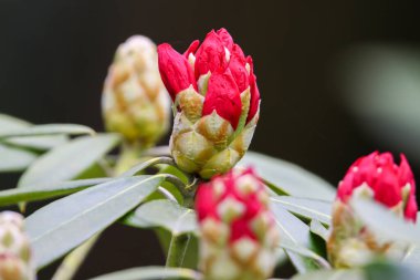 Rododendron tomurcukları ve çiçeklerin canlı renklerini ve karmaşık ayrıntılarını doğal ışık altında gösteren yakın bir görüntü..