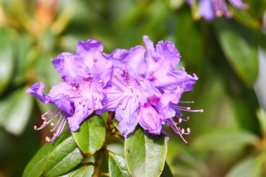Rododendron tomurcukları ve çiçeklerin canlı renklerini ve karmaşık ayrıntılarını doğal ışık altında gösteren yakın bir görüntü..