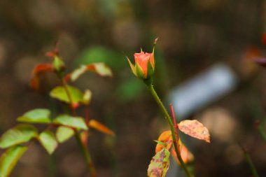Kırmızı güllerin ve tomurcukların çarpıcı görüntüsü huzurlu bir park ortamında doğanın karmaşık detaylarını gözler önüne seriyor..