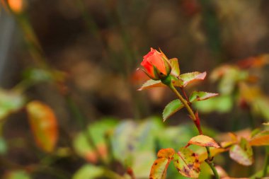Kırmızı güllerin ve tomurcukların çarpıcı görüntüsü huzurlu bir park ortamında doğanın karmaşık detaylarını gözler önüne seriyor..