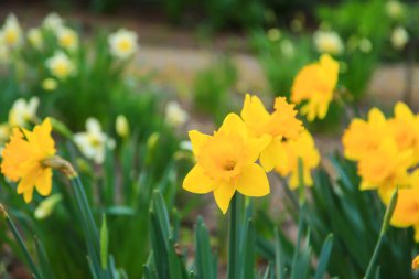 Sarı nergis çiçeklerinin, sakin bir park ortamında doğanın karmaşık detaylarını gösteren yakın bir görüntüsü..