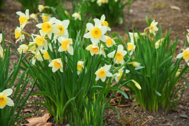 Sarı nergis çiçeklerinin, sakin bir park ortamında doğanın karmaşık detaylarını gösteren yakın bir görüntüsü..