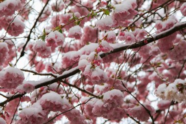 Kışın doğanın narin güzelliğini vurgulayan karla süslenmiş sakura çiçeklerinin yakın görüntüsü.
