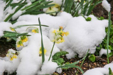 Karla kaplı sarı çiçeklerin yakın görüntüsü canlı renklerle kışın barışçıl dokunuşu arasındaki zıtlığı vurguluyor..