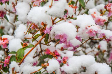 Karla kaplanmış rhododendron çiçeklerinin detaylı görüntüsü kış manzarasının çarpıcı zıtlığını gözler önüne seriyor..