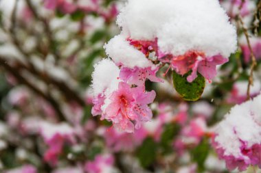 Karla kaplanmış rhododendron çiçeklerinin detaylı görüntüsü kış manzarasının çarpıcı zıtlığını gözler önüne seriyor..