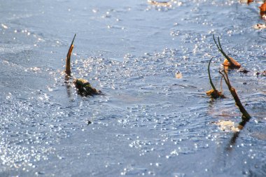 Donmuş yaprakların ve bitkilerin güzelliği, doğanın göl yüzeyindeki sanatını yansıtan çarpıcı bir kış manzarası yaratır.