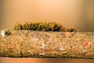 Bahar mevsimi boyunca ağaç yaprağı ve tomurcuklarını kapatıyoruz. Karmaşık detaylar ve canlı renkler gösteriyoruz.