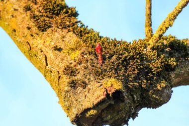 Bahar mevsimi boyunca ağaç yaprağı ve tomurcuklarını kapatıyoruz. Karmaşık detaylar ve canlı renkler gösteriyoruz.