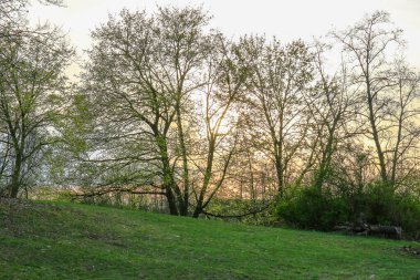 Siluetli sonbahar ağaçları altın bir günbatımı gökyüzüne karşı zarif bir şekilde durarak huzurlu ve sıcak bir atmosfer yaratırlar..
