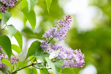 Narin mavi leylak çiçekleri parkı aydınlatır ve huzurlu doğal çevreye canlı bir güzellik katar..