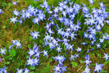 Narin mavi ve mor bahar çiçekleri toprakta açar, huzurlu park manzarasını aydınlatır.