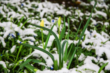 Parlak sarı lale tomurcukları taze kar altında dinleniyor ve parkta huzurlu bir kış manzarası yaratıyor..