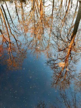 Huysuz bir sonbahar günü göldeki renkli ağaçları yansıtır. Huzurlu ve atmosferik park manzarası yaratır..