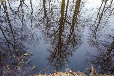 Huysuz bir sonbahar günü göldeki renkli ağaçları yansıtır. Huzurlu ve atmosferik park manzarası yaratır..