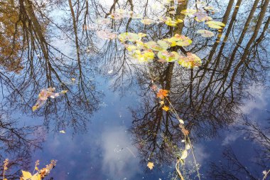 Renkli sonbahar ağaçları ve berrak mavi gökyüzü yüzen yapraklarla göl suyuna güzel bir şekilde yansıyor..