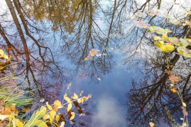 Renkli sonbahar ağaçları ve berrak mavi gökyüzü yüzen yapraklarla göl suyuna güzel bir şekilde yansıyor..