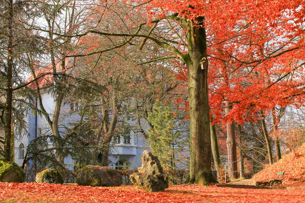 Altın yapraklar çimenli parkı örtüyor, ağaçlar canlı sonbahar renklerini sergiliyor, berrak, berrak gökyüzünün altında..
