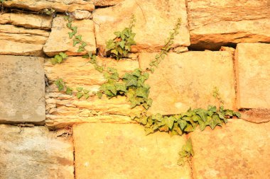 Yemyeşil sarmaşıkların doğal olarak yüzeye tırmandığı dokulu taş bir duvarın yakın görüntüsü..
