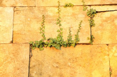 Yemyeşil sarmaşıkların doğal olarak yüzeye tırmandığı dokulu taş bir duvarın yakın görüntüsü..