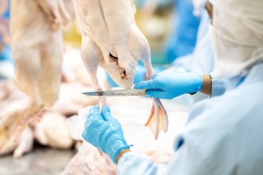 Bir kasap endüstriyel bir fabrikada ördek ya da kümes hayvanı bacağı kesiyor..