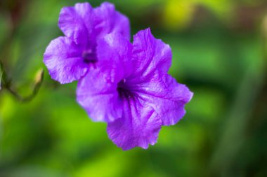 Blur purple flowers on the green leaf background