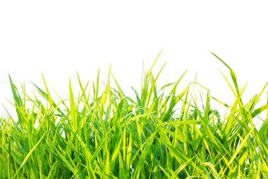 Grass isolated on white background. clipping  paths
