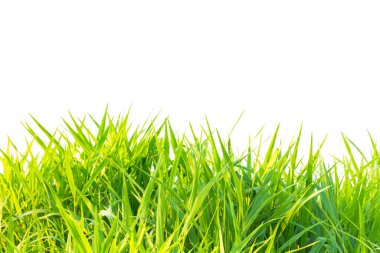Grass isolated on white background. clipping  paths