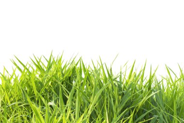 Grass isolated on white background. clipping  paths