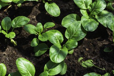 Grow organic vegetables at the garden.