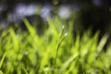 Blur tree leaves abstract background