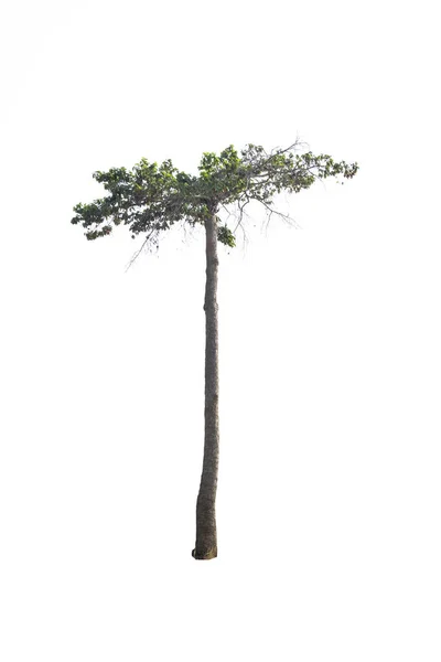 Δέντρο Που Απομονώνονται Λευκό Φόντο Διαδρομή Αποκοπής — Φωτογραφία Αρχείου
