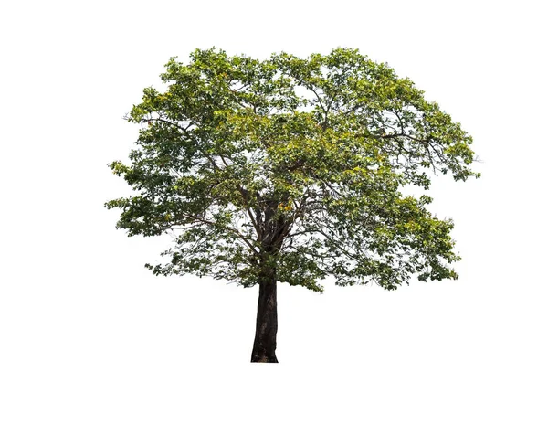 Δέντρο Που Απομονώνονται Λευκό Φόντο Διαδρομή Αποκοπής — Φωτογραφία Αρχείου