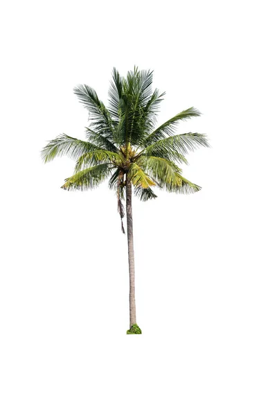 在白色背景上隔离的椰子树 截断路径 — 图库照片