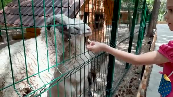 Mała Dziewczynka Karmi Owce Zoo Karmienie Zwierząt Przez Płot Zwierzęta — Wideo stockowe