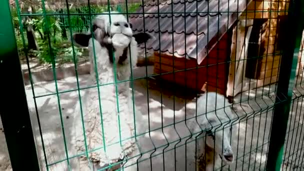 Las Ovejas Piden Comida Zoológico Alimentando Animales Través Valla Parque — Vídeo de stock