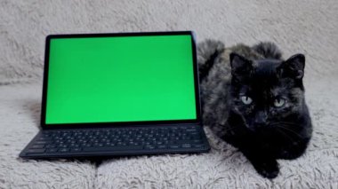 Yeşil ekranlı tabletin yanındaki kanepede siyah bir kedi oturuyor. Krom anahtar.
