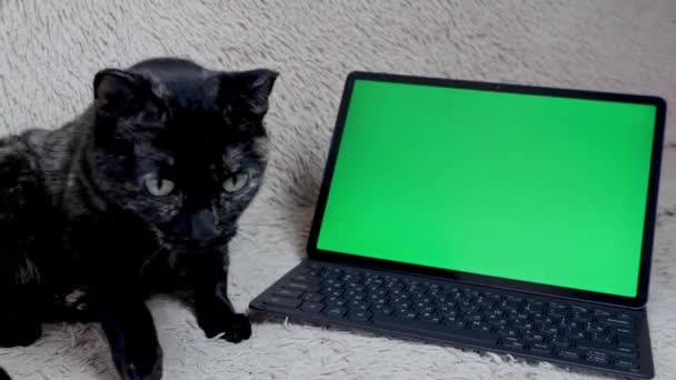고양이는 화면이있는 태블릿 근처의 소파에 있습니다 — 비디오