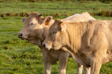 Açık havada çayırda otlayan iki ineği yakından çek.