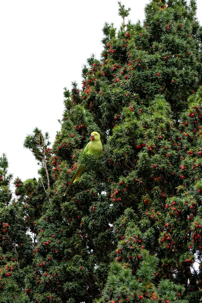 Ένας Πράσινος Παπαγάλος Κάθεται Μια Μουριά Και Τρώει Μούρα — Φωτογραφία Αρχείου