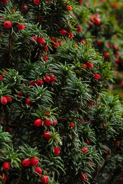 Close Shot Yew Berry Red Berries — Stock Photo, Image